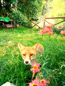 Un contest fotografico sulla natura al tempo del Covid-19