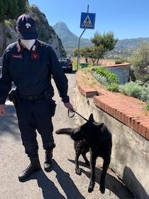 A Sorrento un corso base di educazione cinofila