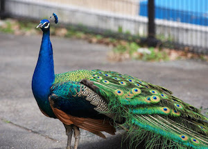 Uno splendido pavone a spasso per Sorrento – video –