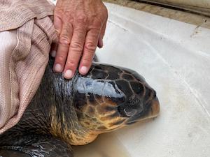 Tartaruga ferita recuperata davanti alle coste di Sorrento
