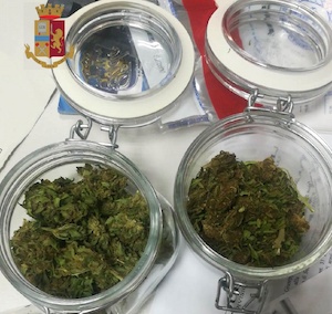 Marijuana nei barattoli in casa, arrestato a Massa Lubrense – foto –