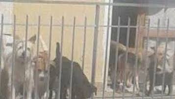 Manifestarono per liberare 23 cani da una casa di Sant’Agnello, chiesto rinvio a giudizio