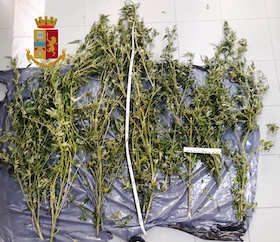 Coltivava marijuana in casa, denunciato dalla polizia di Sorrento – foto –