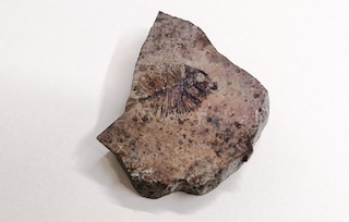 pesce-fossile