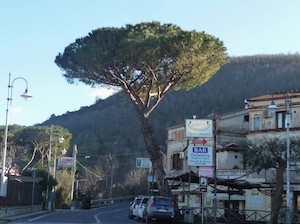 Eliminato il pino dei Colli di Fontanelle a Sant’Agnello, esposto Wwf