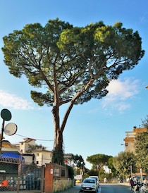 Sant’Agnello. Tagliato di notte il pino di piazza della Repubblica, insorge il Wwf