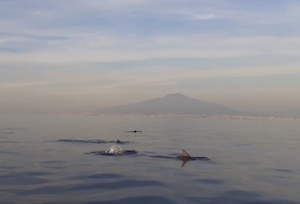 Delfini con lo sfondo del Vesuvio, spettacolo nel golfo di Sorrento – video –