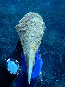 Nel Parco di Punta Campanella morte tutte le Nacchere di mare