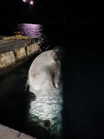 È ufficiale, erano due le balene nel porto di Sorrento