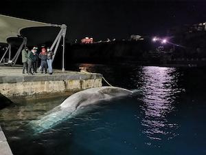 Necroscopia per la balena che domani sarà rimossa dal porto di Sorrento