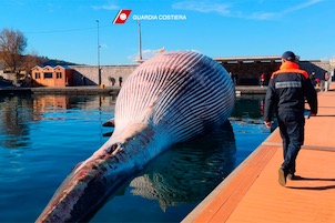 La Capitaneria: Si cerca la balena più piccola entrata nel porto di Sorrento – foto e video –