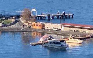 La balena morta ancora nel porto di Sorrento: Macabro spettacolo