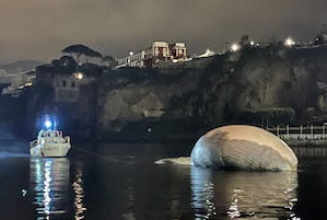 Anche l’ultimo viaggio della balena di Sorrento è un’odissea