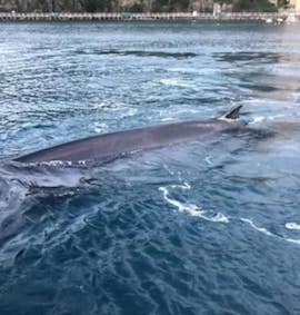 Ritrovata morta la balena spiaggiata a Sorrento – video –