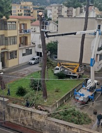 Taglio di alberi a Piano di Sorrento, esposto delle parlamentari Di Lauro e La Mura e del consigliere comunale Mare del M5S