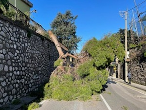 Grosso albero cade lungo la strada a Piano di Sorrento