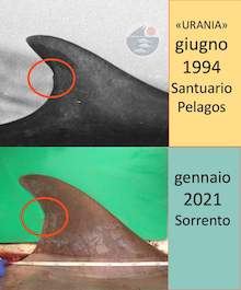 La balena di Sorrento già avvistata nel Mediterraneo nel 1994