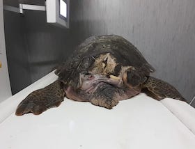 Tartaruga ferita salvata da pescatori e affidata al Parco di Punta Campanella