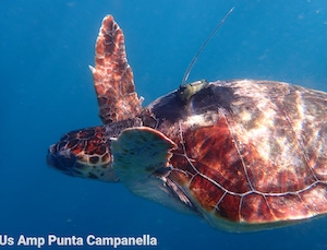 Tartaruga liberata in costiera dopo 18 giorni è già in Sicilia