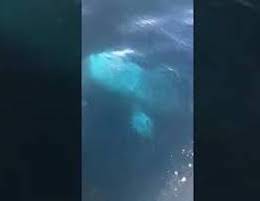 Straordinario avvistamento di una balena grigia a Sorrento – video –