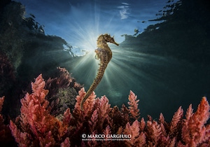 Amp Punta Campanella con una foto di Marco Gargiulo vince il concorso Obiettivo Mare