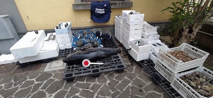 Pesci sotto misura e privi di tracciabilità, 600 kg sequestrati in costiera