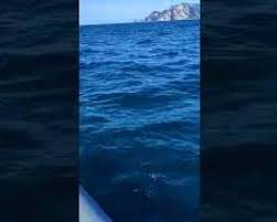 Un raro Pesce Luna nel mare di Punta Campanella – video –