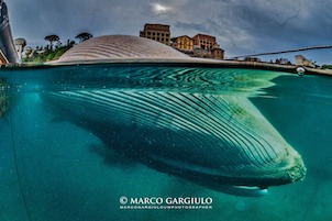 Cetacei nel mare di Sorrento, ne parla il Wwf a Villa Fiorentino