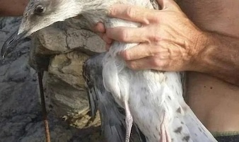 Gabbiano ferito salvato da volontari Wwf a Sorrento