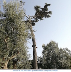 Alberi potati senza criterio a Sorrento, denuncia Wwf – foto –