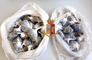 Spaccio, blitz poliziotti di Sorrento e cani antidroga