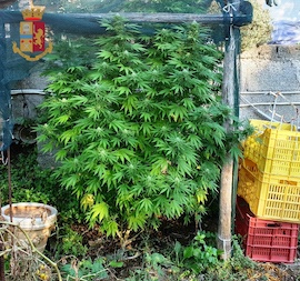 Pianta di marijuana in casa a Massa Lubrense, denunciato 22enne – foto –