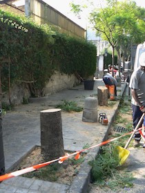 Piano di Sorrento. Alberi tagliati alla vigilia del voto, protesta il Wwf