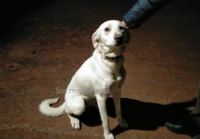 Cane ritrovato a Piano di Sorrento, si cerca il proprietario