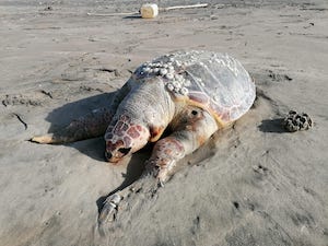 Strage di tartarughe, sos dell’Amp Punta Campanella