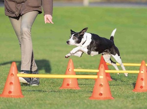 A Sorrento corsi di agility dog