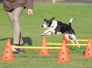 agility-dog