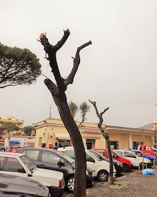 potatura-eccessiva-alberi-piano