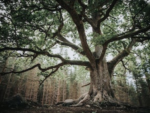 quercia-monumentale