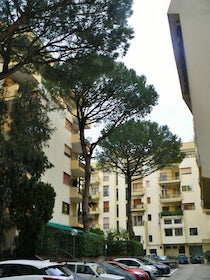 Salvi i pini di parco Corsicato a Piano di Sorrento