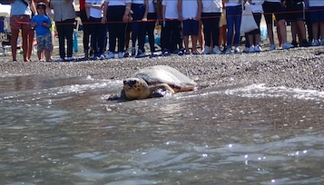 Tartaruga ferita e curata, ritorna in mare a Meta – foto e video –