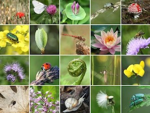 biodiversità-natura