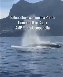 Balenottere avvistate tra Punta Campanella e Capri – video –