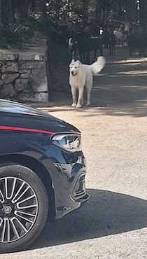 Aggressioni di cani al Faito, intervengono i carabinieri