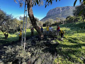 Parte la raccolta delle olive anche per i ragazzi di Alma