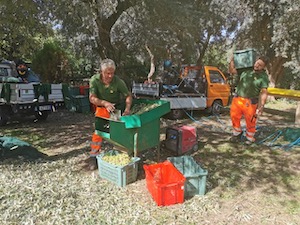 Sorrento. Cittadini e turisti raccolgono le olive alla Regina Giovanna