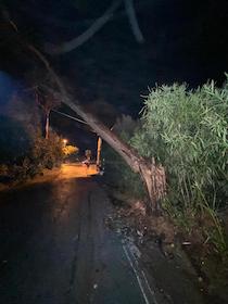 Cade un albero, ieri sera chiusa la strada per Marina del Cantone