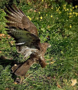 Torna a volare la poiana impallinata a Massa Lubrense