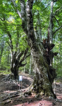 Monte Faito, un angolo dove trovare pace e tranquillità – video –
