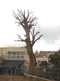 Il Wwf: Potatura scriteriata di alberi a Sant’Agnello